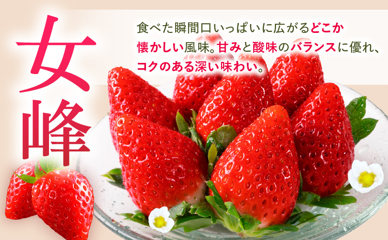 あぐりぼん「女峰」詰め合わせ 2回定期便| いちご 果物 フルーツ 定期便 女峰 希少 デザート ストロベリー 果肉 スイーツ 甘い 国産 贈り物 贈答 プレゼント グルメ 人気 おすすめ 季節 旬 旬の果物 詰め合わせ|_mk144-t001