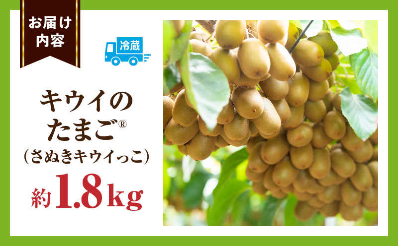 キウイフルーツ(キウイのたまご®)(キウイっこ) 1.8kg | キウイ フルーツ 果物 旬 旬の果物 キウイフルーツ デザート 生鮮食品 贈り物 贈答 お裾分け おすすめ 人気 ギフト グルメ 特産品 果肉 季節 季節の果物 香川県 三木町 |_mk165-008