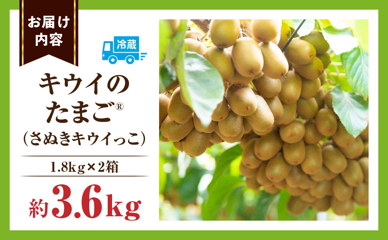 キウイフルーツ(キウイのたまご®)(キウイっこ) 1.8kg×2箱 | キウイ フルーツ 果物 旬 旬の果物 キウイフルーツ デザート 生鮮食品 贈り物 贈答 お裾分け おすすめ 人気 ギフト グルメ 特産品 果肉 季節 季節の果物 香川県 三木町 |_mk165-009