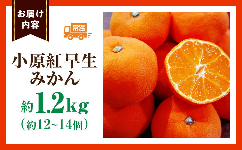 みかん　奇跡の赤いみかん　小原紅早生 約1.2kg |果物 フルーツ みかん 小原紅 小原紅早生みかん フレッシュ ジューシー 香り 爽やか 旬の果物 人気 おすすめ 贈答 贈り物 青果物 糖度 香川県 三木町 |_mk165-019