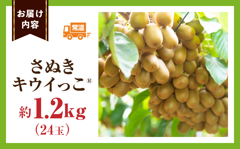 こつぶでちゅるん　さぬきキウイっこ 約1.2kg |果物 フルーツ さぬき キウイっこ キウイフルーツ グリーン キウイ 小さい 濃厚 フレッシュ ジューシー 香り 爽やか 旬の果物 人気 おすすめ 贈答 贈り物 青果物 糖度 香川県 三木町 |_mk165-020