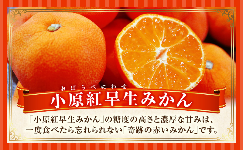 とれたて果物 2回定期便D 果物 フルーツ 果物定期便 フルーツ定期便 定期便 いちご みかん 濃厚 旬の果物 定期 人気 おすすめ 贈答 贈り物 青果物 糖度 香川県 _mk165-t054