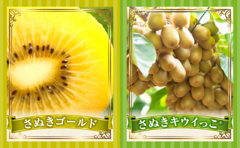 とれたて果物 3回定期便D 果物 フルーツ 果物定期便 フルーツ定期便 定期便 いちご キウイ濃厚 旬の果物 定期 人気 おすすめ 贈答 贈り物 青果物 糖度 香川県 _mk165-t068