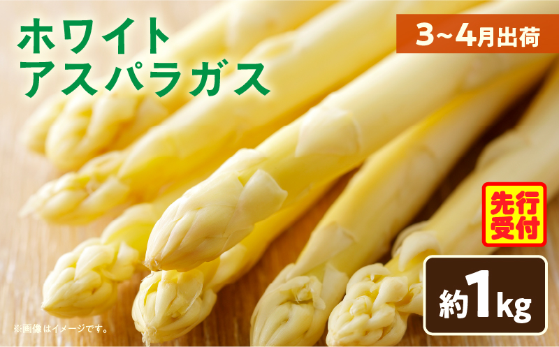 【先行予約】ホワイトアスパラガス約1kg（3～4月出荷）|アスパラ アスパラガス ホワイトアスパラガス 新鮮 素材の味 春野菜 直送 香川県 三木町|_mk002-001