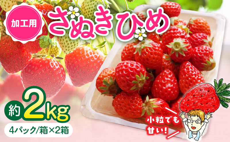 【2026年発送分 先行受付】苺音クラフト?加工用さぬきひめいちご約2kg | おすすめ 人気 果実 果肉 果物 フルーツ デザート 贈り物 苺 さぬきひめ 贈答 ご褒美 旬の果物 季節の果物 旬 季節 青果物 香川県 三木町 |_mk137-007