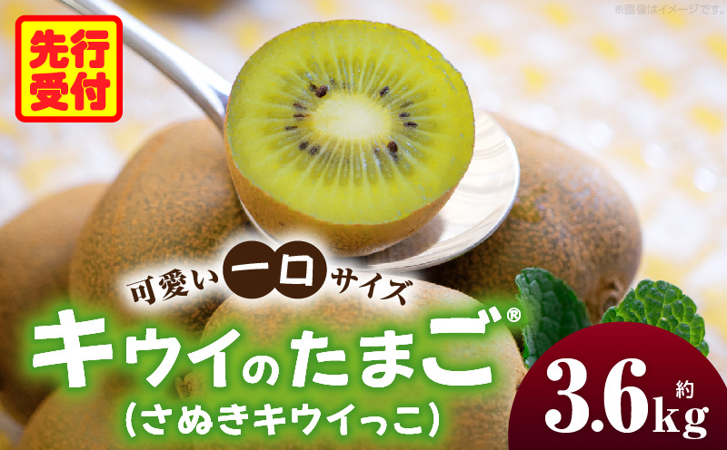 キウイフルーツ(キウイのたまご®)(キウイっこ) 1.8kg×2箱 | キウイ フルーツ 果物 旬 旬の果物 キウイフルーツ デザート 生鮮食品 贈り物 贈答 お裾分け おすすめ 人気 ギフト グルメ 特産品 果肉 季節 季節の果物 香川県 三木町 |_mk165-009