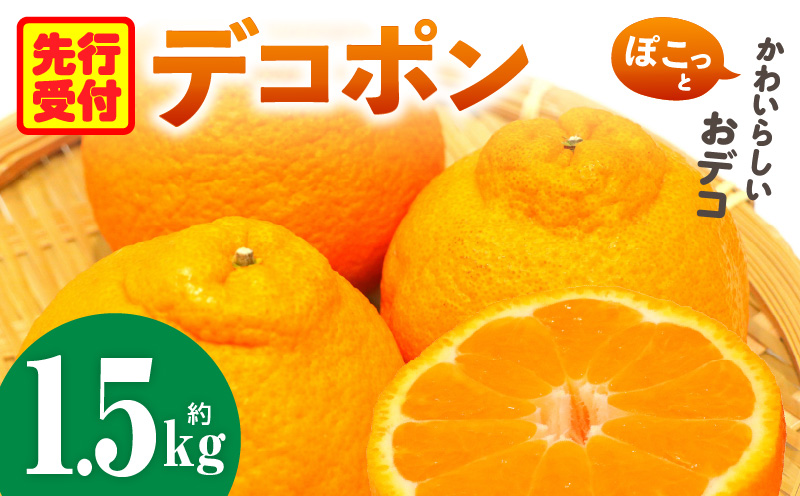 デコポン「中晩かん」瀬戸内の果汁溢れるみかん 不知火（デコポン）約1.5kg | 果物 フルーツ デコポン 不知火 しらぬい フレッシュ ジューシー 香り 爽やか 旬の果物 人気 おすすめ 贈答 贈り物 青果物 糖度 香川県 三木町 |_mk165-017