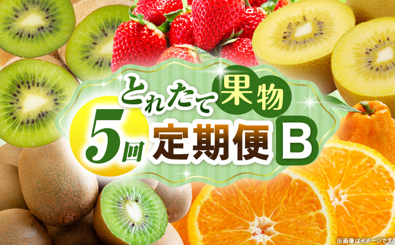 とれたて果物 5回定期便B 果物 フルーツ 果物定期便 フルーツ定期便 定期便 いちご キウイ デコポン濃厚 旬の果物 定期 人気 おすすめ 贈答 贈り物 青果物 糖度 香川県 _mk165-t081