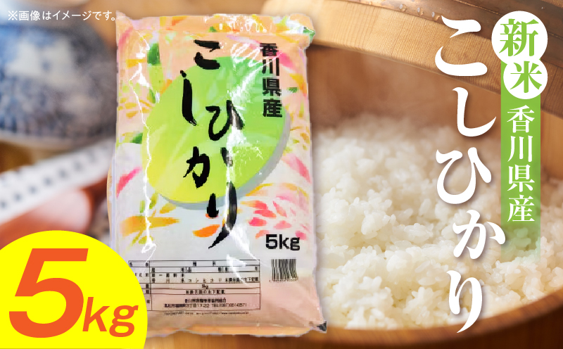 【令和7年産】香川県産こしひかり 5kg（紙袋配送）|新米 コシヒカリ こしひかり 5kg 米 白米 ごはん ご飯 朝食 白ご飯 おにぎり お弁当 おむすび お米 国産 美味しい ツヤ モチモチ 精米 おすすめ 香川県 三木町 |_mk132-110-01