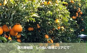 味自慢！讃岐 しらぬひ　約3kg