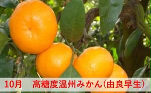 【6回 頒布会】みかん 定期便 6回 フルーツ フジカワ果樹園オリジナル（新季節の柑橘セット） 果物