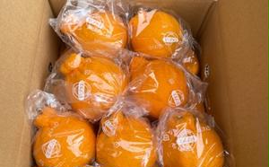 低温貯蔵 ハウス 不知火　約3kg