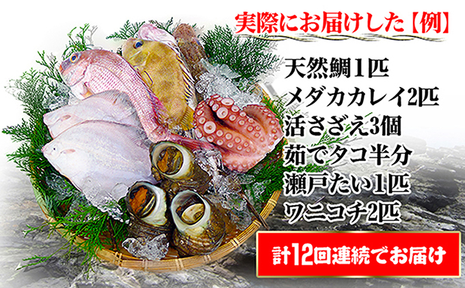 ［頒布会12回］瀬戸内海産の海産物の詰め合わせ（下処理ナシ）