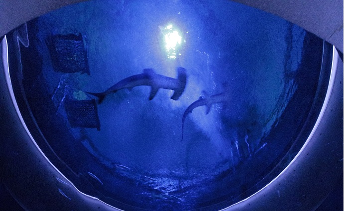 四国水族館　＜大人＞ペア入館券＋ガイドツアー［限定20組］