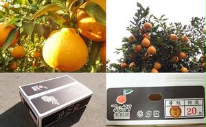 味自慢！！讃岐しらぬひ　特選20玉 約5kg