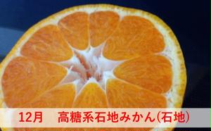 【6回 頒布会】みかん 定期便 6回 フルーツ フジカワ果樹園オリジナル（新季節の柑橘セット） 果物