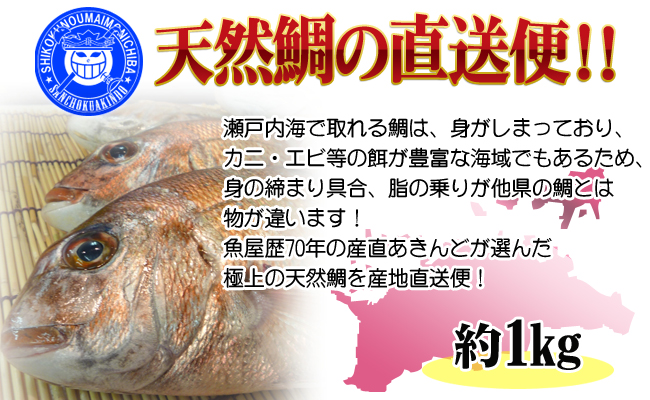 【朝獲れ直送便】天然鯛を丸ごと1匹 中サイズ 【うろこ・内臓取り】