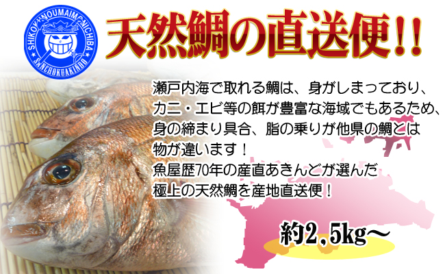 【朝獲れ直送便】瀬戸内海産の天然鯛を丸ごと1匹 キングサイズ【下処理なし】