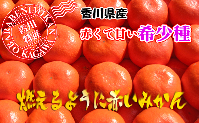 香川県のオリジナル品種 小原紅早生みかん約 5kg