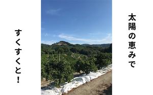 味自慢！讃岐 しらぬひ　約3kg