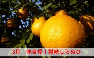 みかん 定期便 5回 フルーツ フジカワ果樹園オリジナル（新季節の柑橘セット） 果物