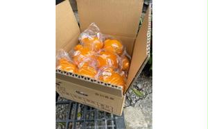 低温貯蔵 ハウス 不知火　約3kg