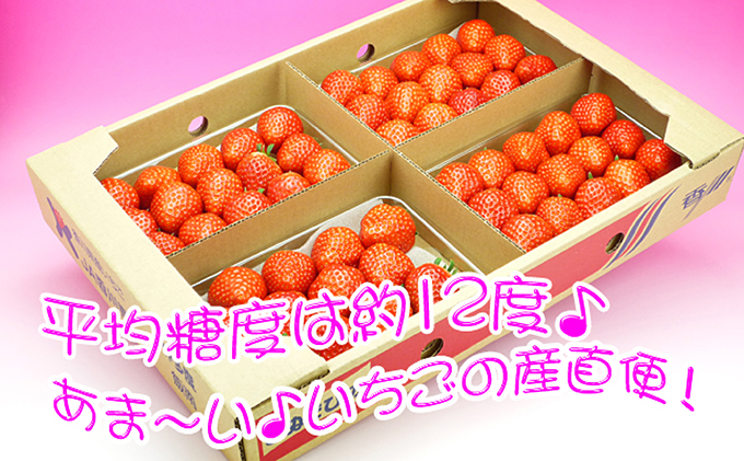 香川県のオリジナル品種/さぬき姫いちご4パック