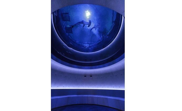 四国水族館　＜大人＞ペア入館券　／体験型 チケット 旅行