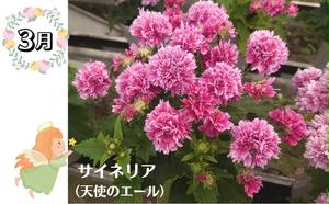 モリヒロ園芸が育てたお花の定期便（年間5回）