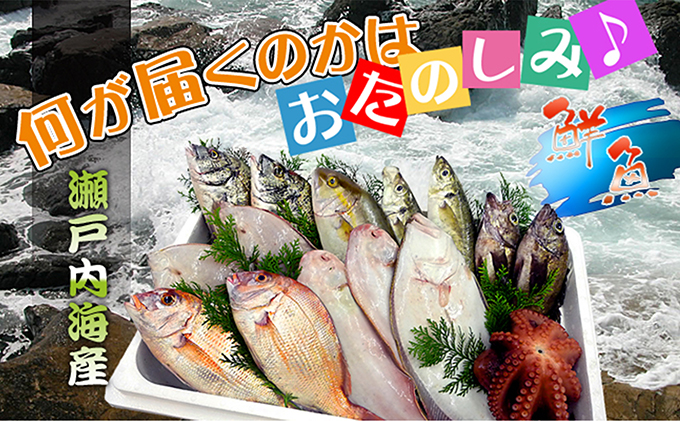 ［頒布会3回］瀬戸内海産の海産物の詰め合わせ（下処理アリ）