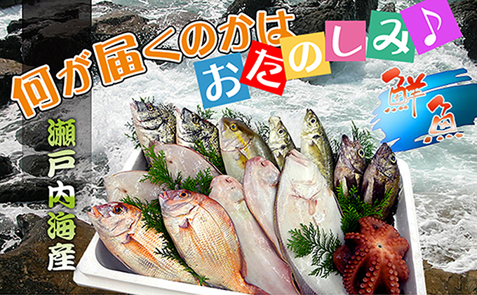 ［頒布会3回］瀬戸内海産の海産物の詰め合わせ（下処理ナシ）