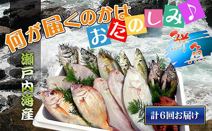 ［頒布会6回］瀬戸内海産の海産物の詰め合わせ（下処理アリ）