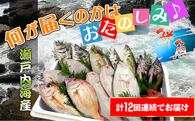 ［頒布会12回］瀬戸内海産の海産物の詰め合わせ（下処理アリ）