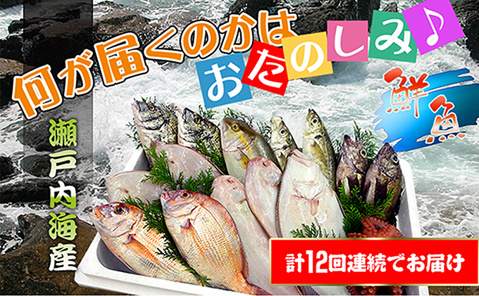 ［頒布会12回］瀬戸内海産の海産物の詰め合わせ（下処理ナシ）