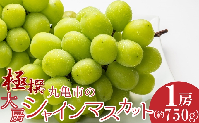 極撰！丸亀市の「大房シャインマスカット」1房（約750g） 果物 デザート ぶどう フルーツ 輝く 高糖度 風味 重宝 美味しい 甘い