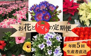 モリヒロ園芸が育てたお花とトマトの定期便（年間5回）
