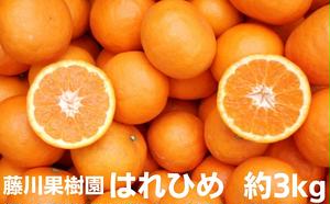 はれひめ　約3kg