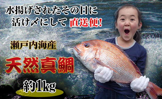 【朝獲れ直送便】天然鯛を丸ごと1匹 中サイズ 【うろこ・内臓取り】