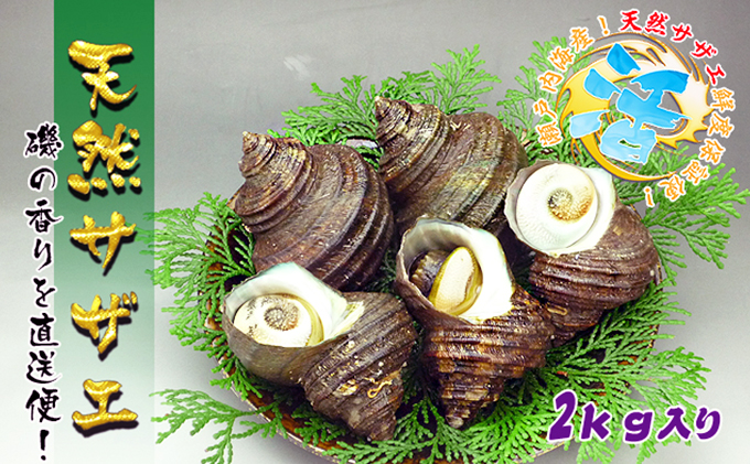 瀬戸内海産の朝どれ活サザエ【約2kg入り】