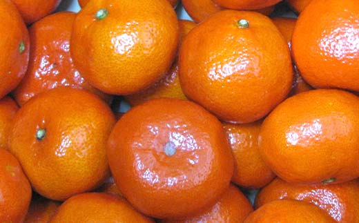 【先行予約2026年11月～2026年12月頃お届け】小原紅早生みかん 約4kg (内 傷み補てん分 500g) みかん 果物 くだもの フルーツ デザート 早生 オリジナル品種 食品 名産 四国 F5J-663