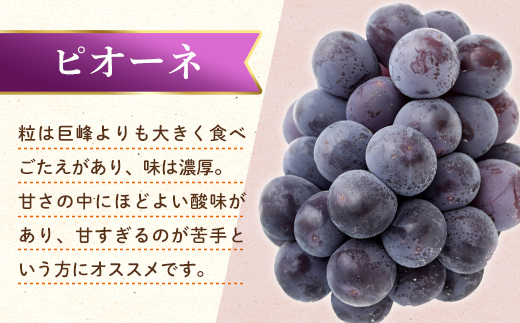 【フルーツ定期便 2回】 《ピオーネからスタート》 Aセット ピオーネ 約1.2kg さぬきゴールド 約2.7kg ぶどう キウイ キウイフルーツ 旬 果物 国産 香川県 フルーツ定期便 F5J-779