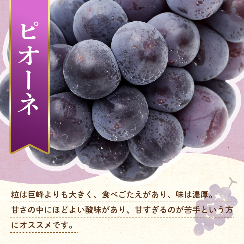 【フルーツ定期便 3回】 《キウイっこからスタート》 Eセット ピオーネ 約1.2kg さぬきゴールド 約2.7kg キウイっこ 約1.8kg ぶどう キウイ キウイフルーツ 旬 果物 国産 香川県 フルーツ定期便 F5J-797