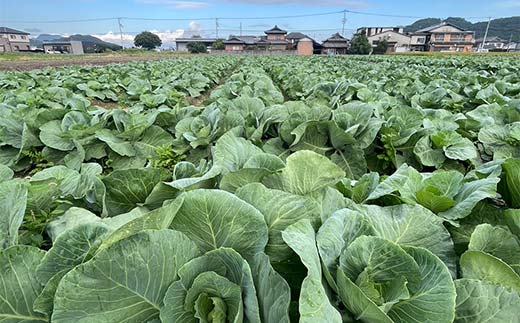 【先行予約2025年11月～2026年6月頃お届け】播本農園のキャベツ 10kg キャベツ 甘い 野菜 サラダ 食品  四国 F5J-900