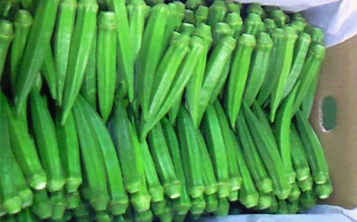 【先行予約2026年7月～2026年9月頃お届け】オクラ (約3kg) 夏野菜 オクラ 名産品 ご当地 野菜 グルメ 食品 おひたし 天ぷら 炒め物 四国 F5J-921