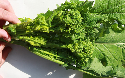 【先行予約2025年12月～2026年3月頃お届け】 菜の花 約2kg (10袋入り) なの花 菜の花 おひたし 天ぷら 炒め物 春 野菜 食品 名産 四国 F5J-925