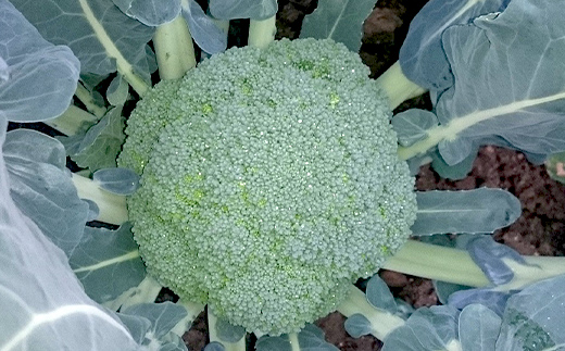 【先行予約2025年10月～2026年5月頃お届け】鮮度抜群！ブロッコリー (約2kg) 朝採り 朝採れ 朝どれ ブロッコリー 野菜 サラダ 食品 名産 四国 F5J-922