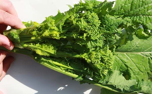 【先行予約2025年12月～2026年3月頃お届け】  菜の花 バラ (約2kg) なの花 菜の花 おひたし 天ぷら 炒め物 春 野菜 食品 名産 四国 F5J-926