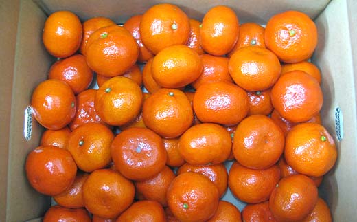 【先行予約2026年11月～2026年12月頃お届け】小原紅早生みかん 約4kg (内 傷み補てん分 500g) みかん 果物 くだもの フルーツ デザート 早生 オリジナル品種 食品 名産 四国 F5J-663