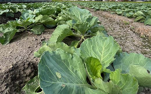 【先行予約2025年11月～2026年6月頃お届け】播本農園のキャベツ 10kg キャベツ 甘い 野菜 サラダ 食品  四国 F5J-900