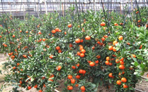 【先行予約2026年1月～2026年2月頃お届け】 越冬小原紅早生みかん (個包装) 約1kg みかん 果物 くだもの フルーツ デザート 個包装 越冬 早生 オリジナル品種 食品 名産 四国 1万円 F5J-916